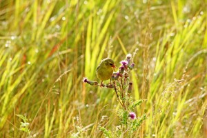 Goldfinch And Purple Thistle